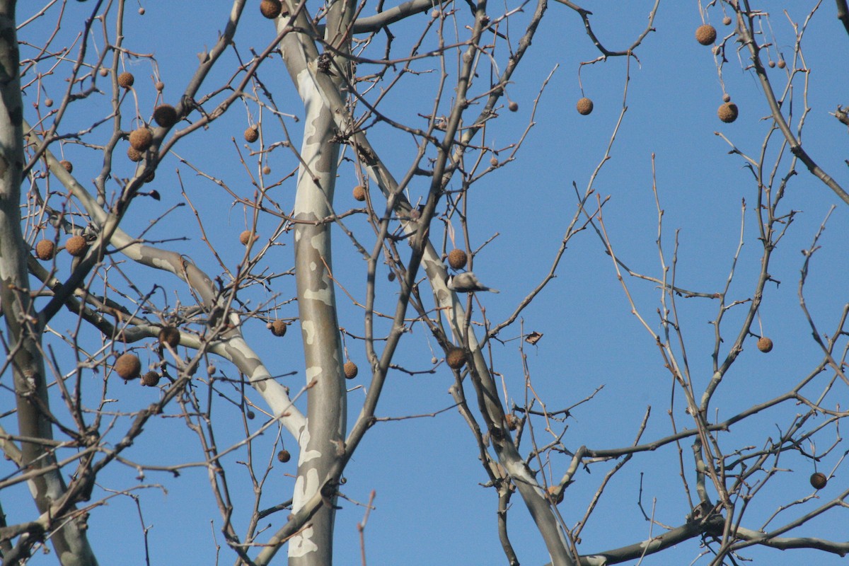 Carolina Chickadee - ML646416579