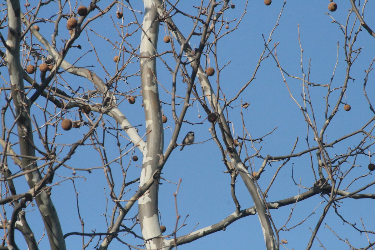 Carolina Chickadee - ML646416580