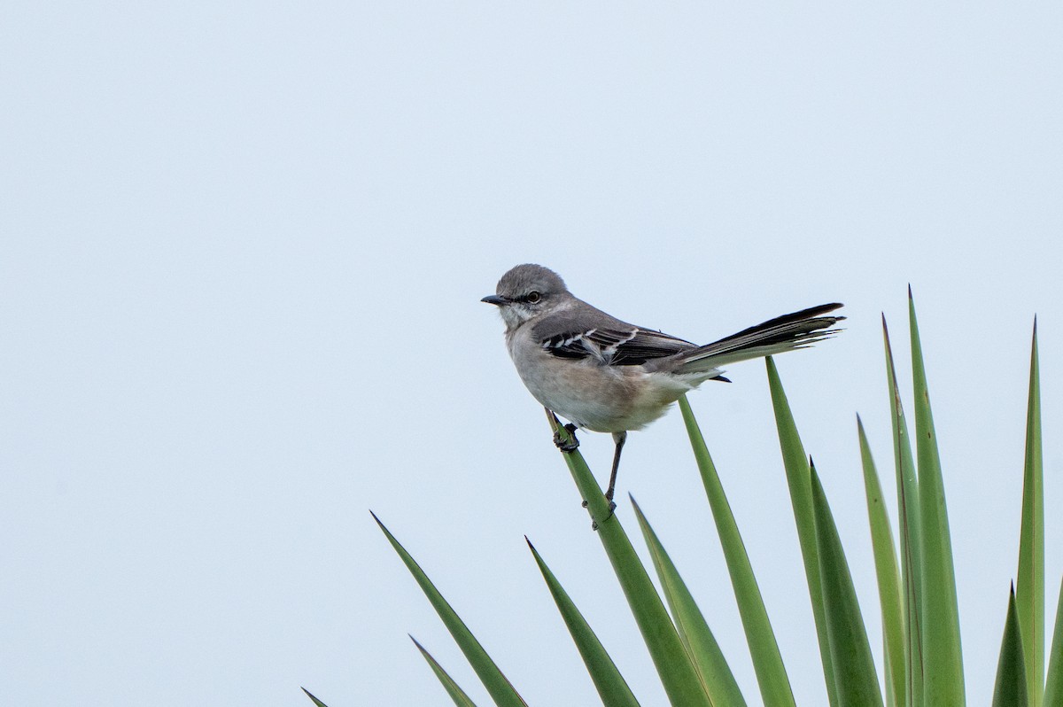 Northern Mockingbird - ML646416581