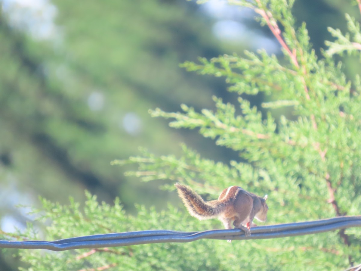 Animals - ML646416582