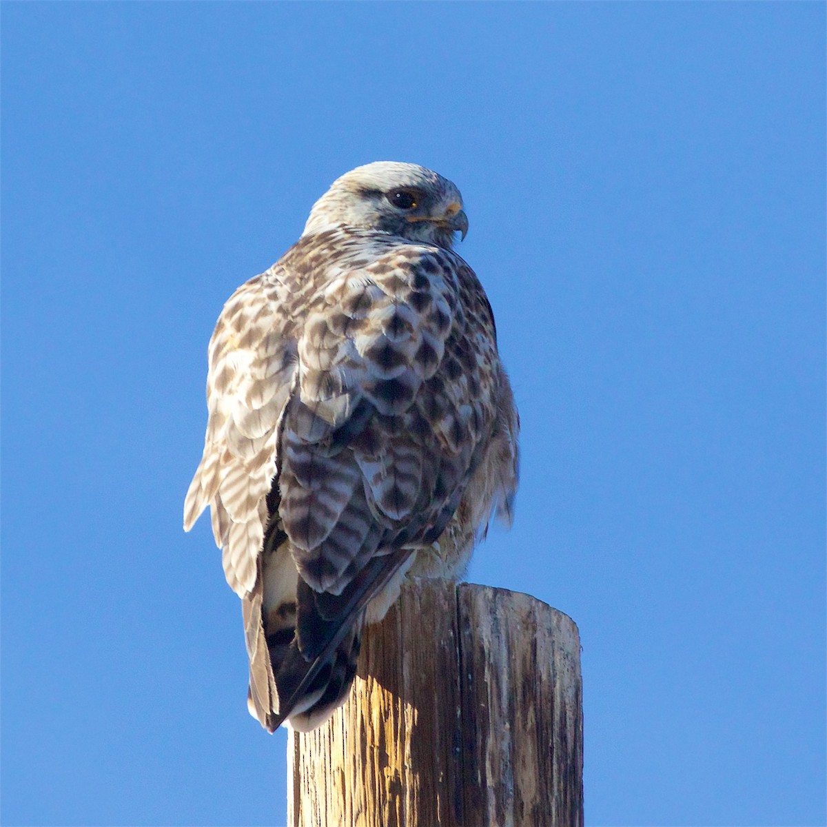 Rough-legged Hawk - ML646416584