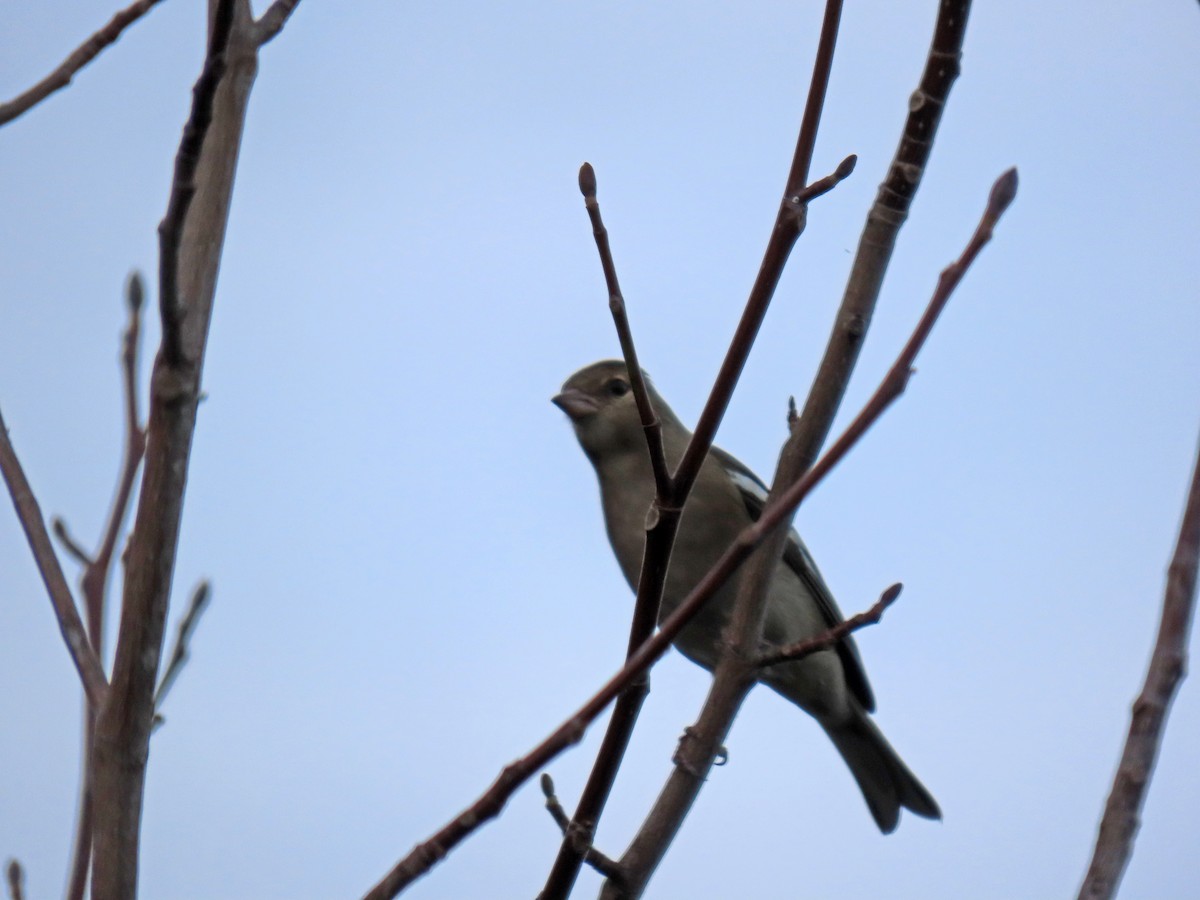 Common Chaffinch - ML646416585