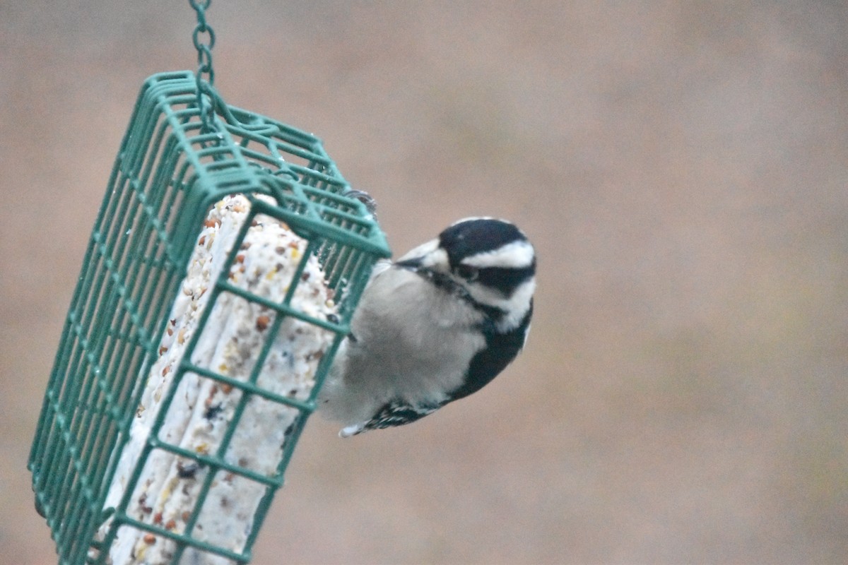 Downy Woodpecker - ML646416586