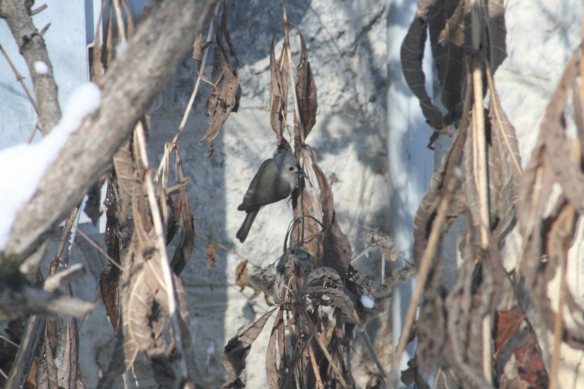 Tufted Titmouse - ML646416587