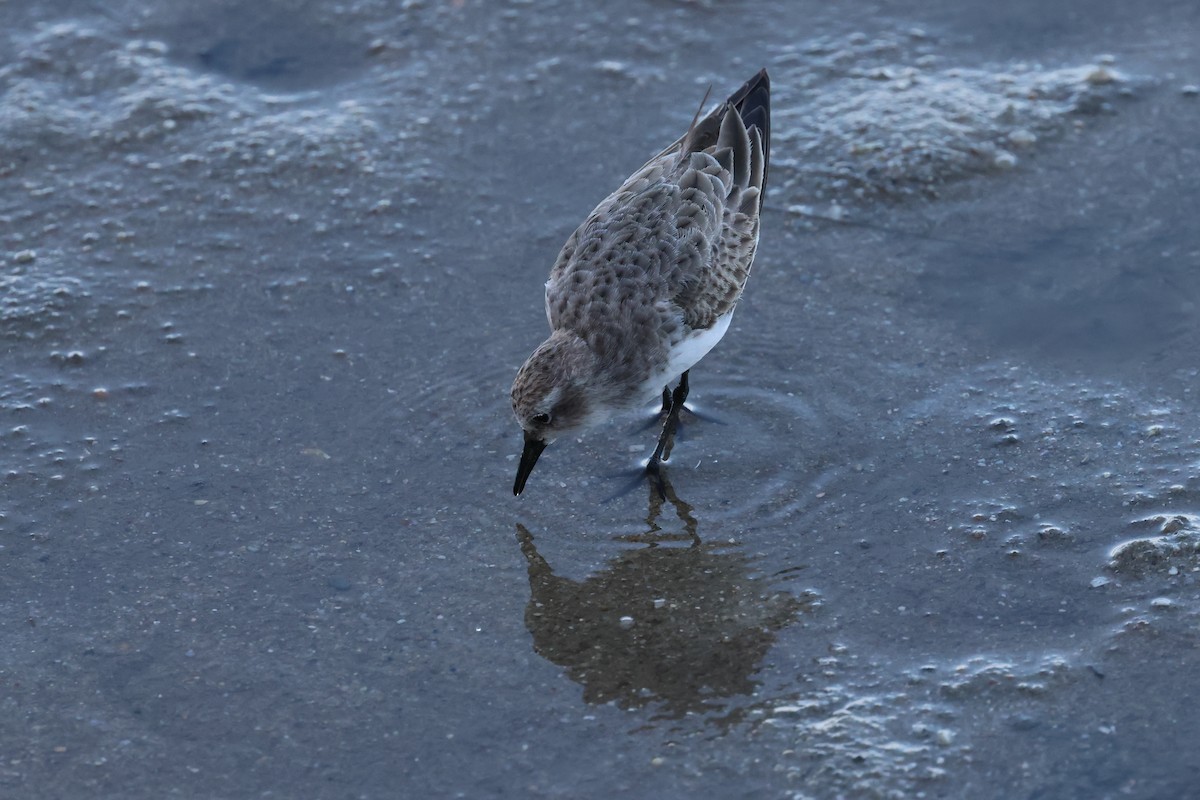 Red-necked Stint - ML646416589
