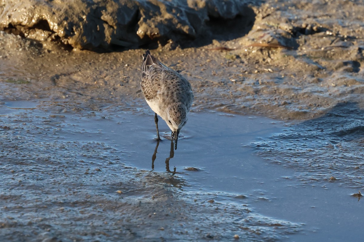 jespák rudokrký - ML646416590