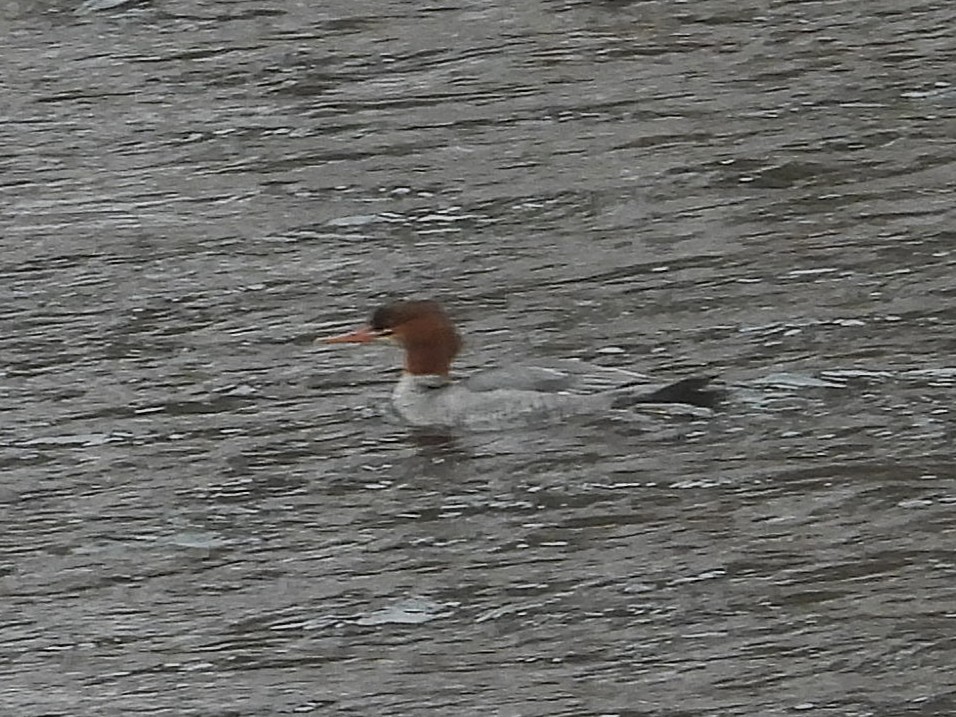 Smergo maggiore - ML646416591