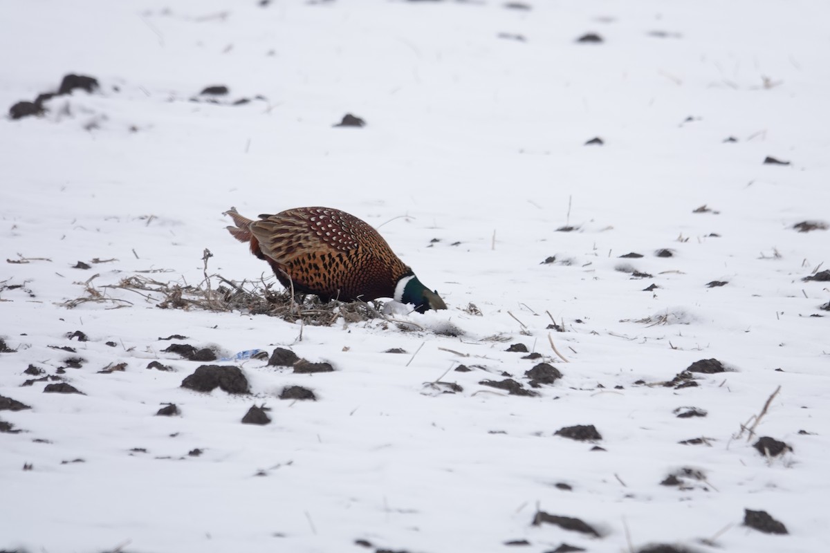 Ring-necked Pheasant - ML646416592