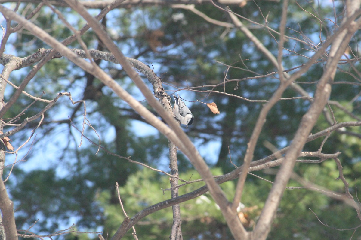 White-breasted Nuthatch - ML646416593