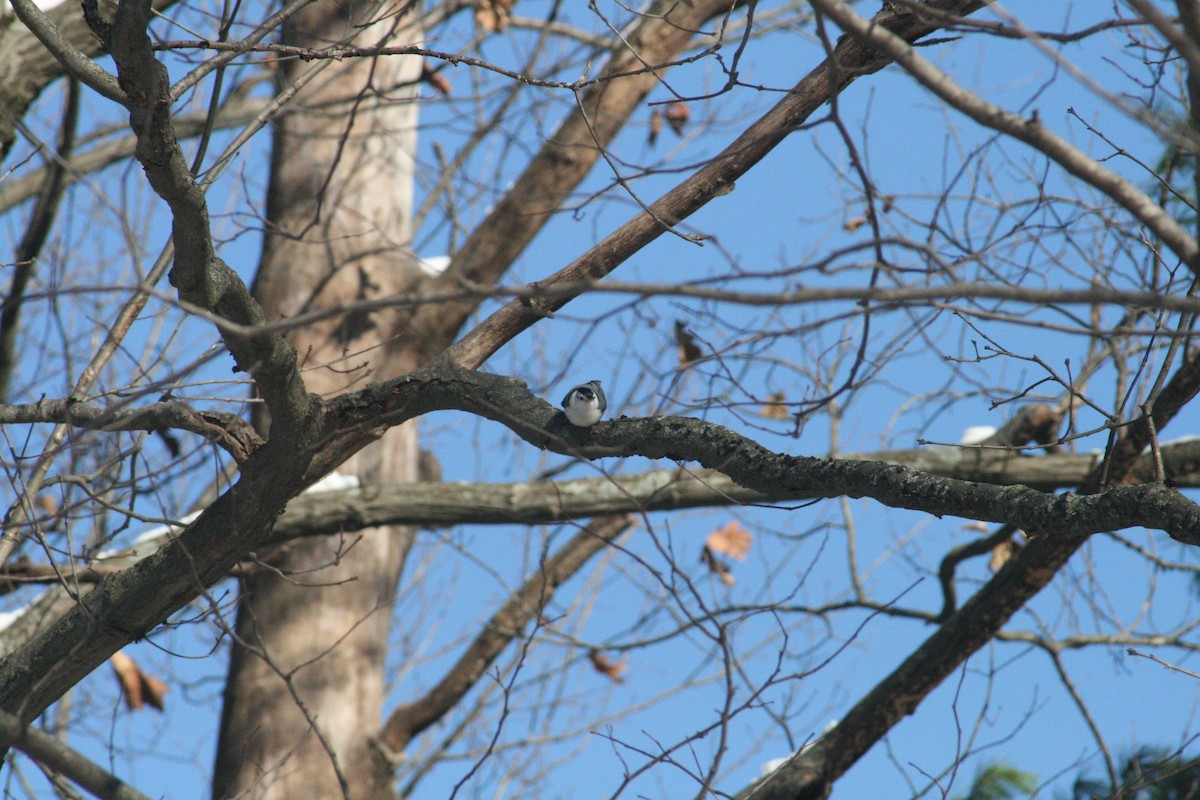 White-breasted Nuthatch - ML646416594