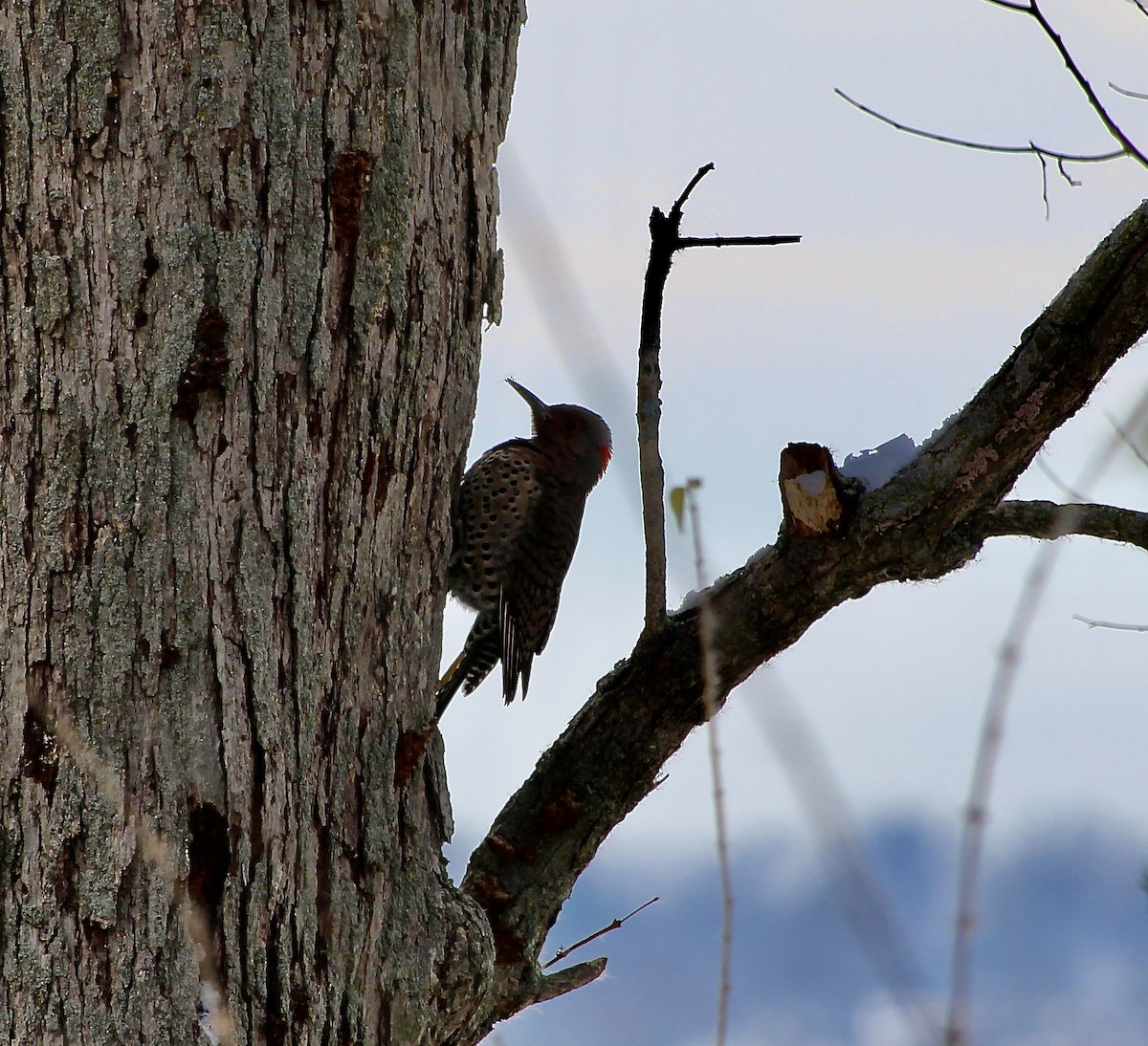 Northern Flicker - ML646416595