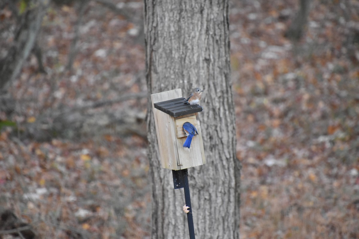 Eastern Bluebird - ML646416596