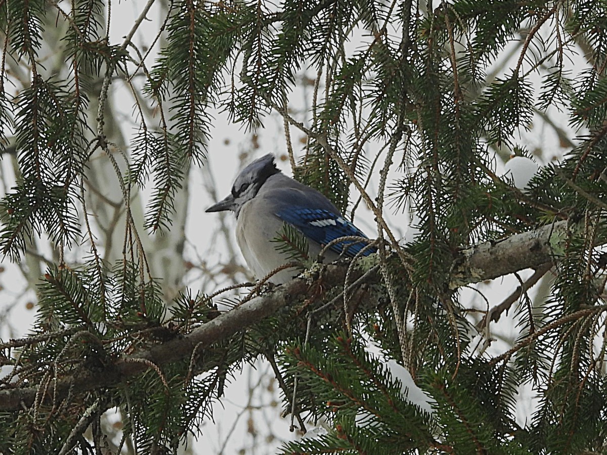 Blue Jay - ML646416597