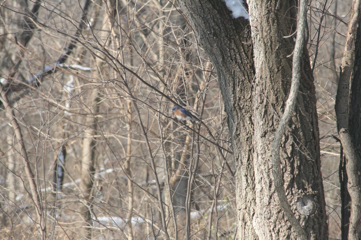 Eastern Bluebird - ML646416598