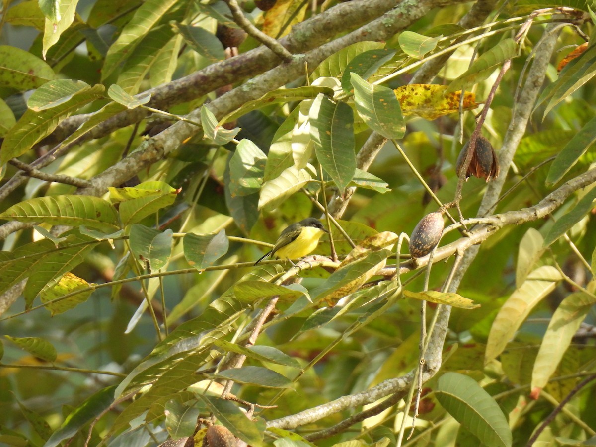 Common Tody-Flycatcher - ML646416599