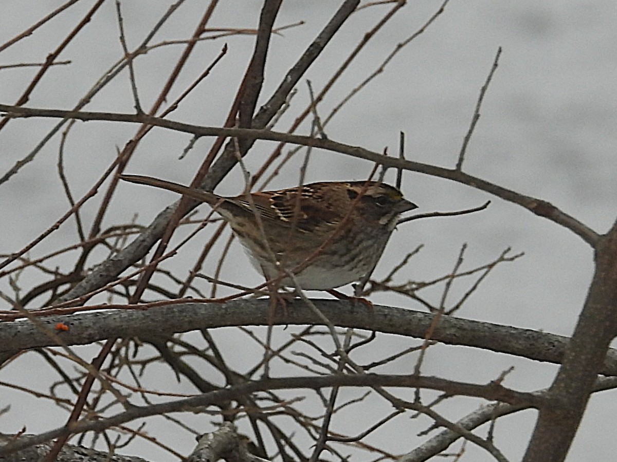 White-throated Sparrow - ML646416601