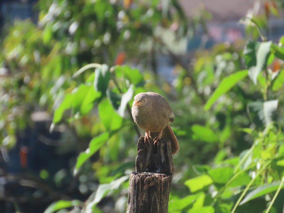 Yellow-billed Babbler - ML646416602