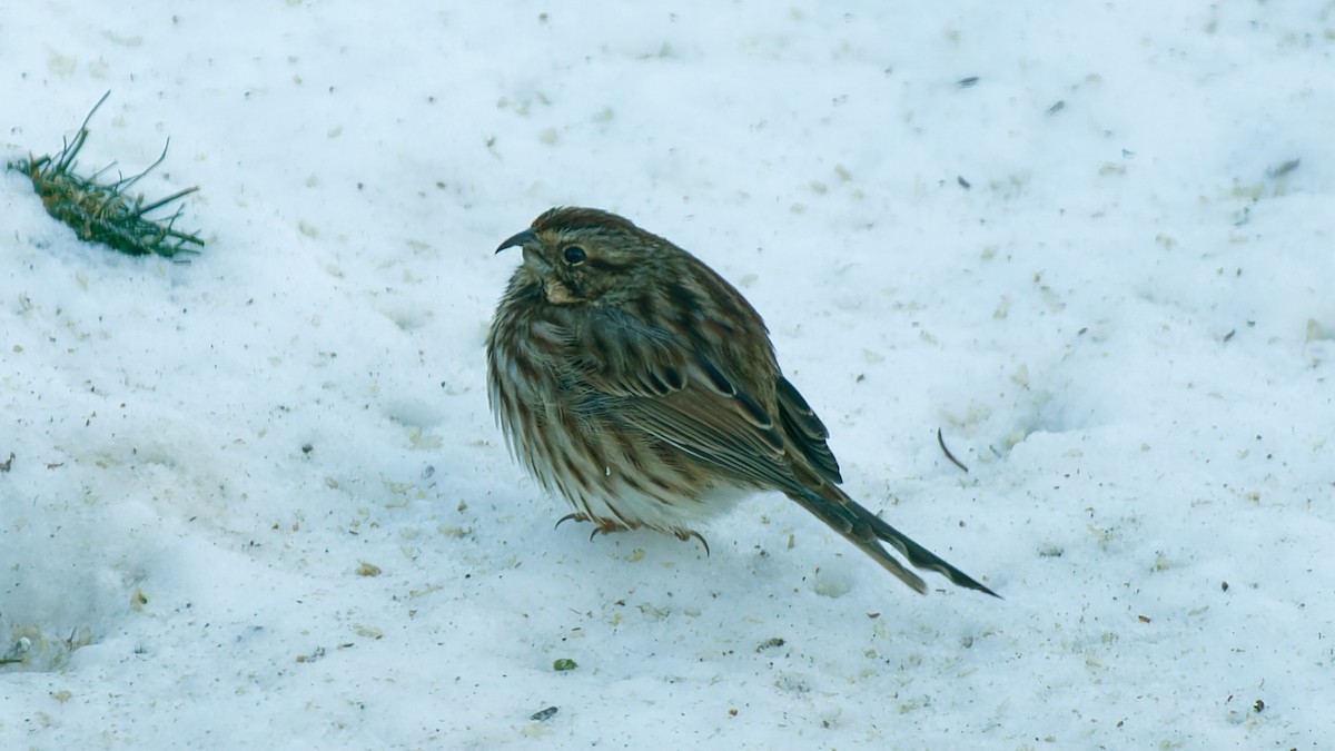 strnadec zpěvný - ML646416603