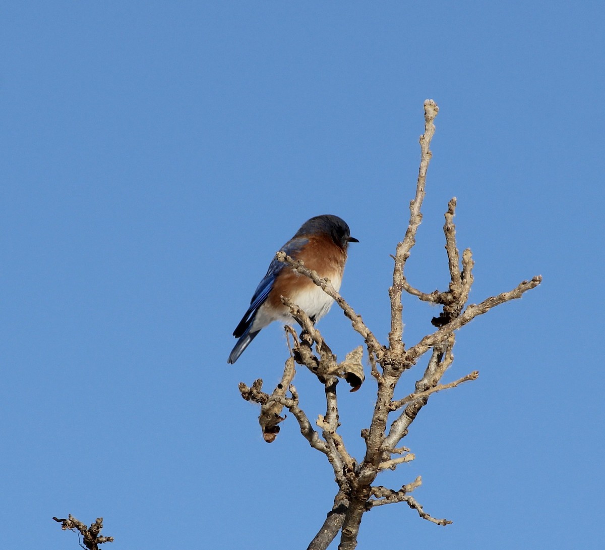 Eastern Bluebird - ML646416605
