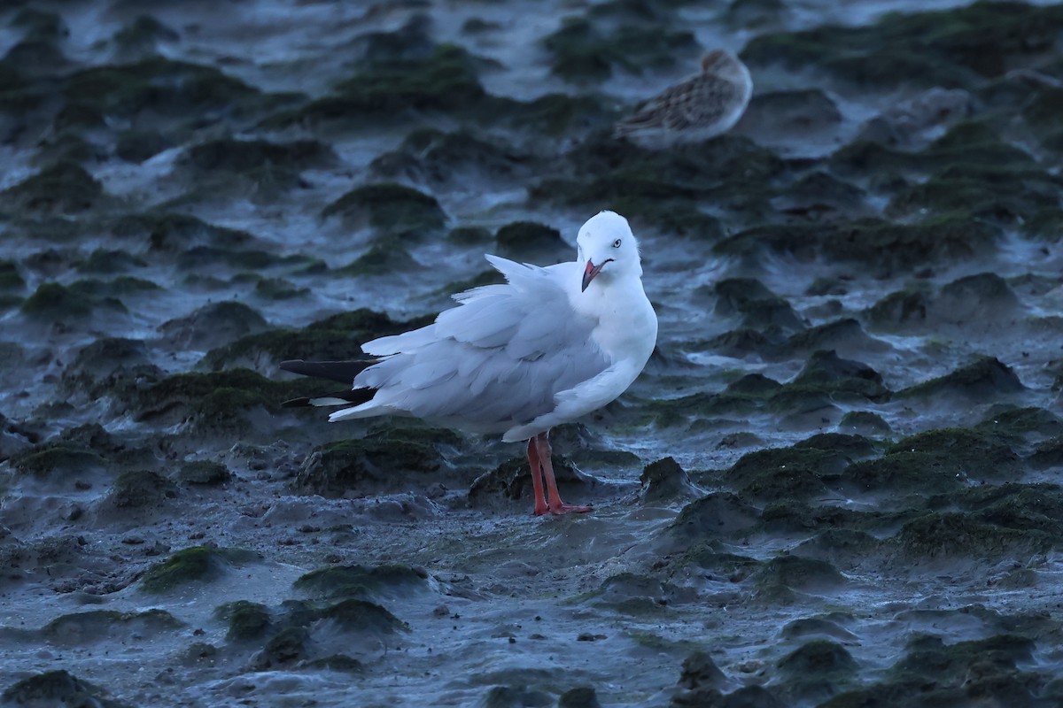 Silver Gull - ML646416607