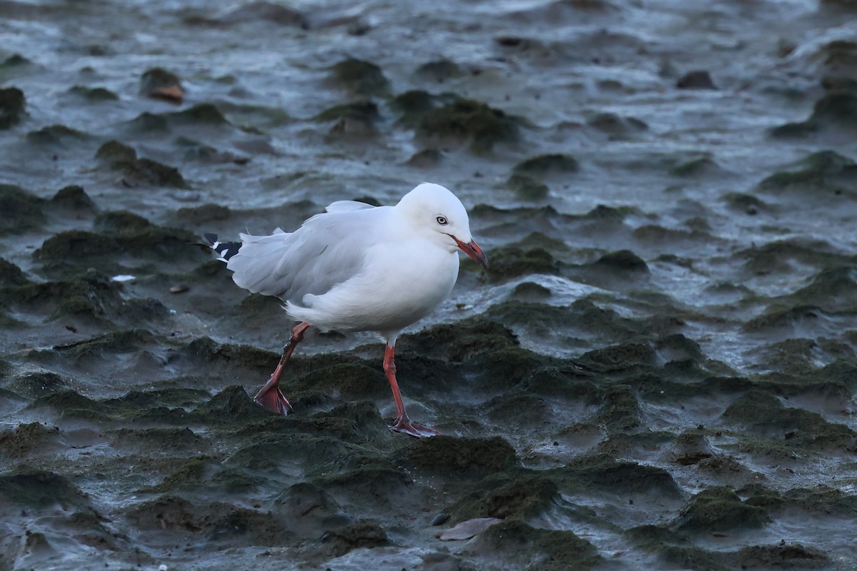 Silver Gull - ML646416608