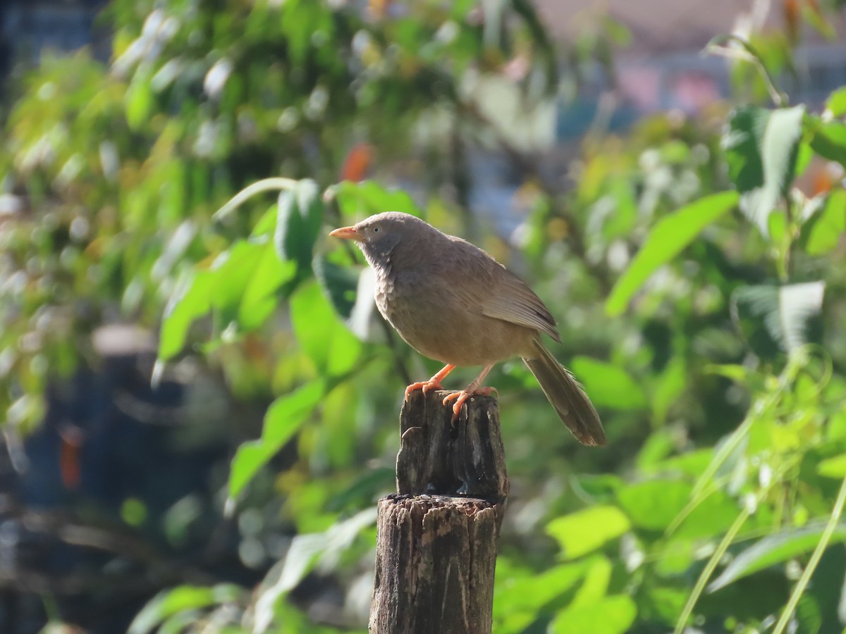 Yellow-billed Babbler - ML646416609