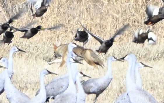 Coyote - ML646416610