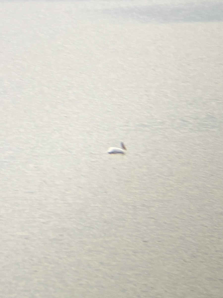 American White Pelican - ML646416611