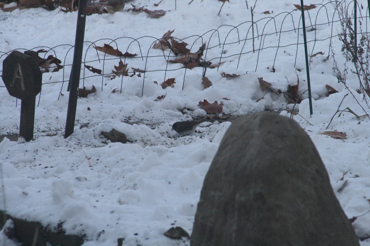 Dark-eyed Junco - ML646416613