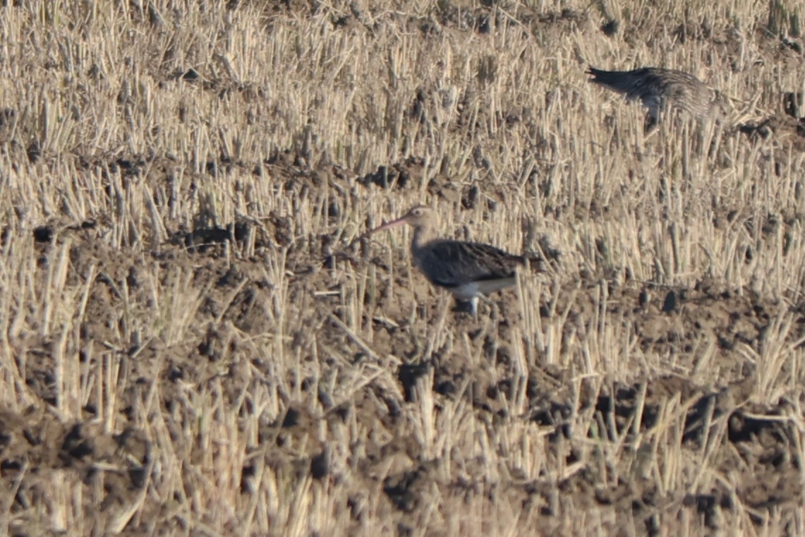 Eurasian Curlew - ML646416614