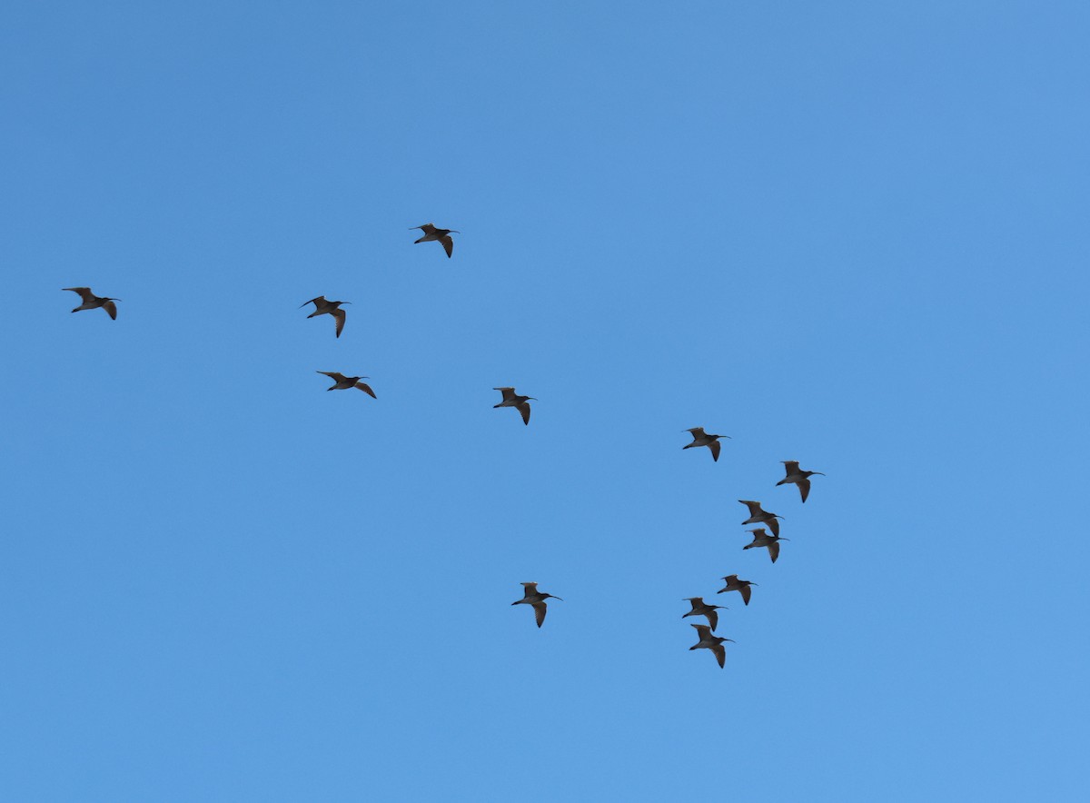 Eurasian Curlew - ML646416616