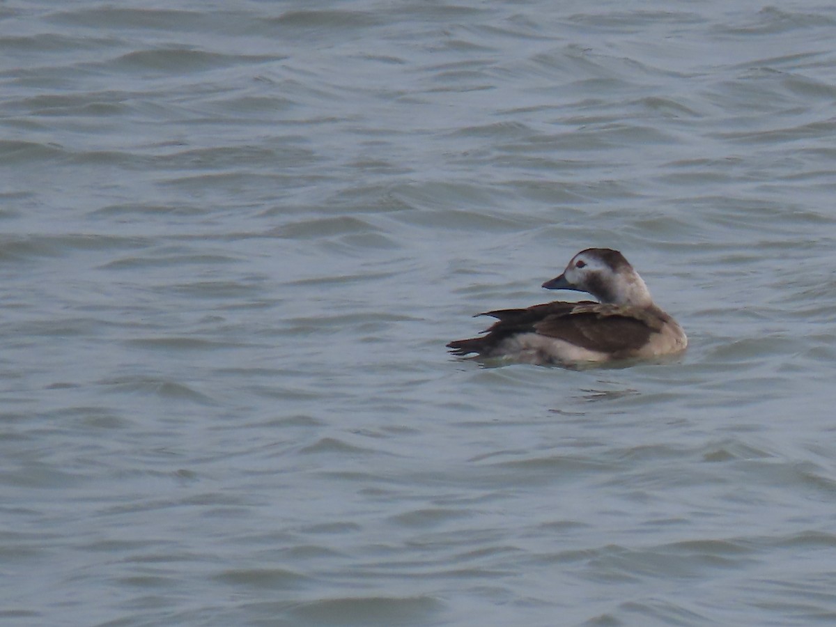 Moretta codona - ML646416619