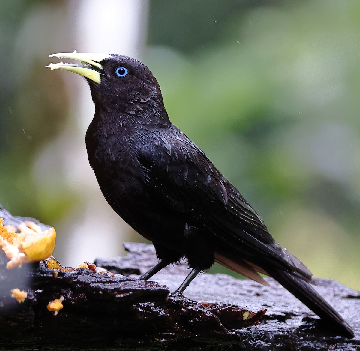 Cassique cul-rouge - ML646416620