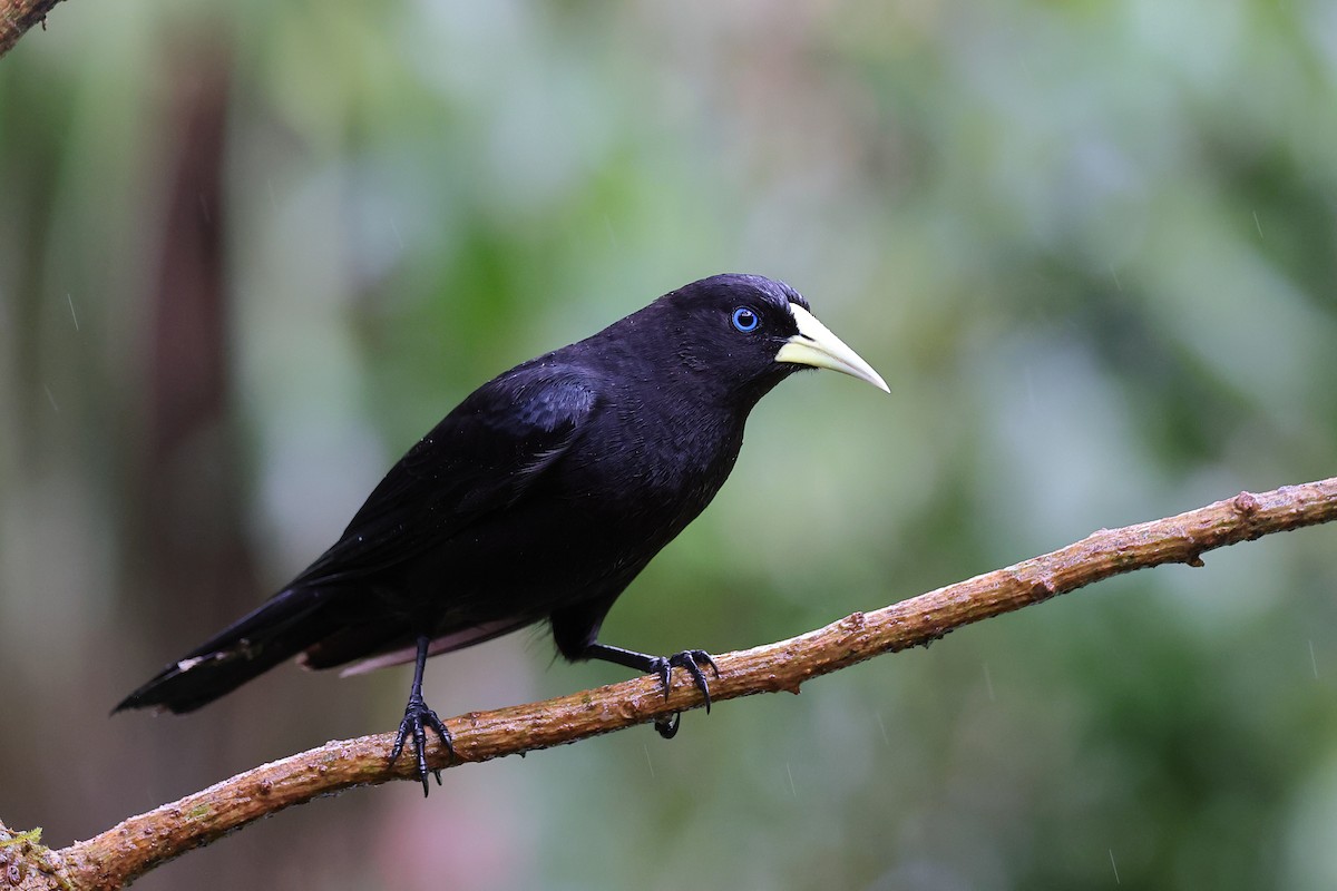 Cassique cul-rouge - ML646416621