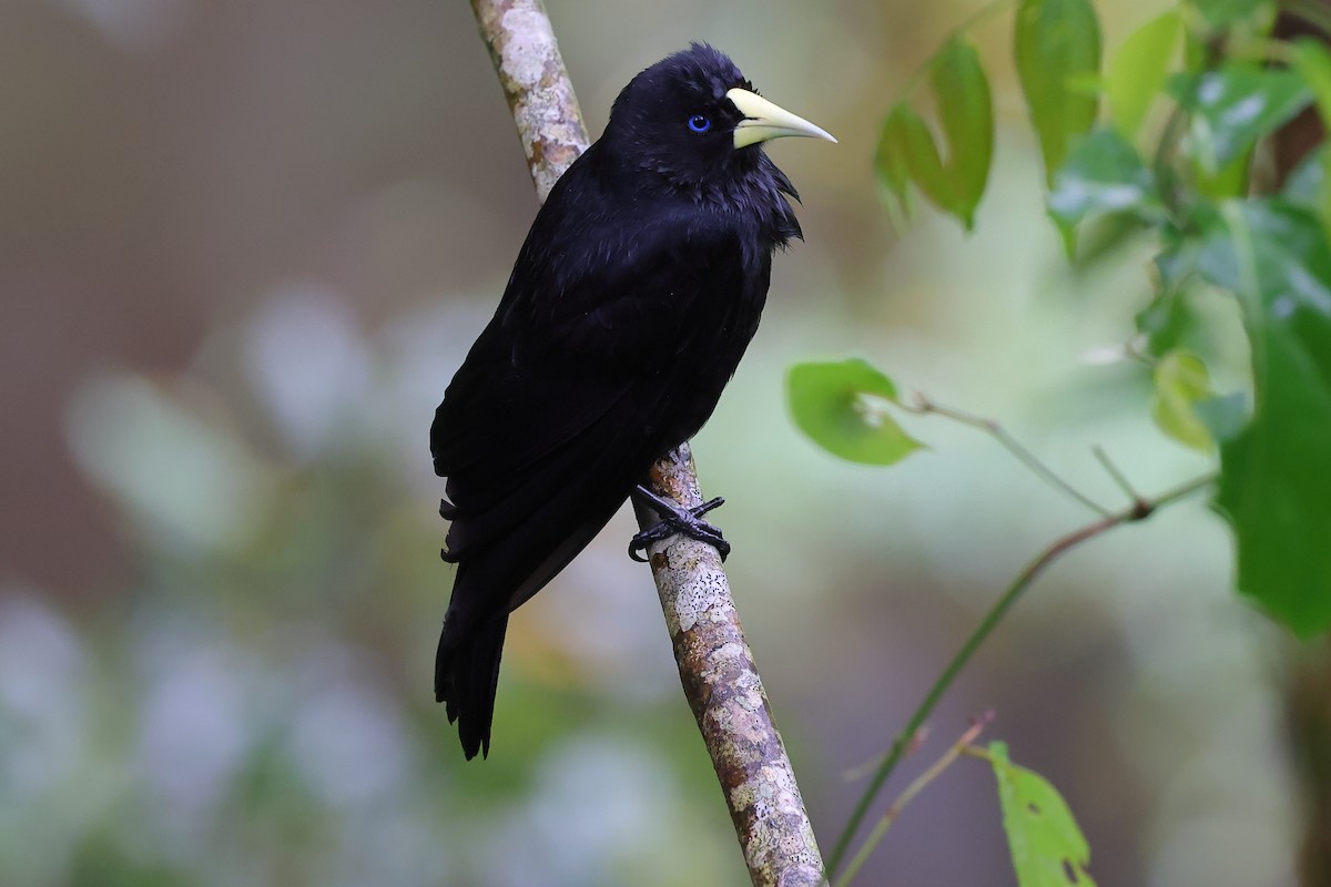 Cassique cul-rouge - ML646416622