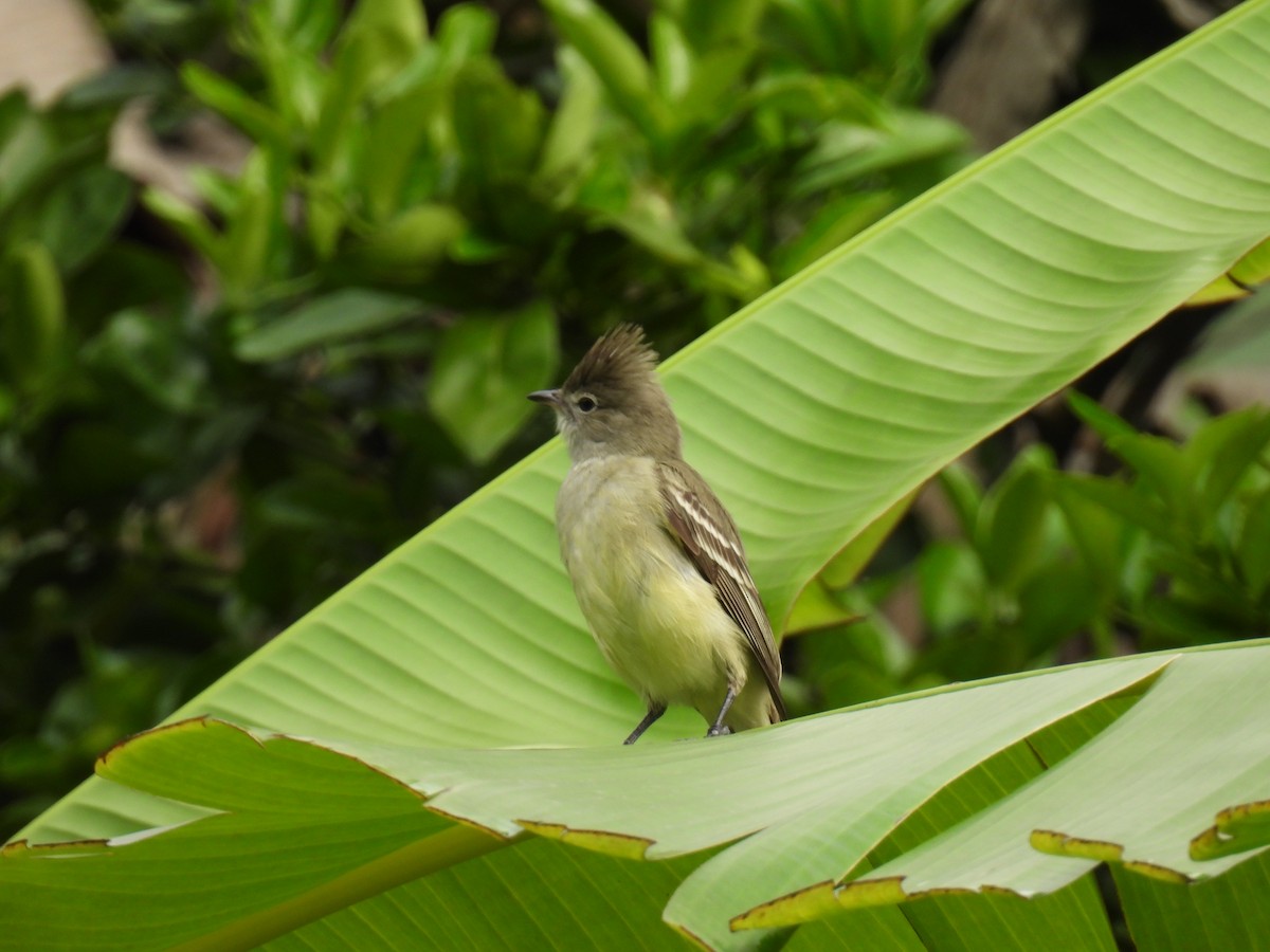 Yellow-bellied Elaenia - ML646416623