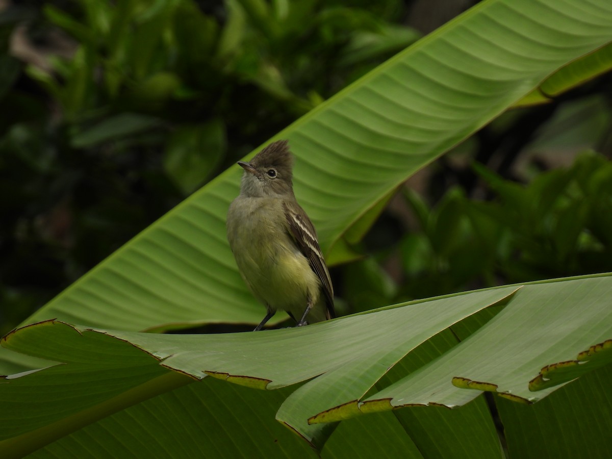 Yellow-bellied Elaenia - ML646416624
