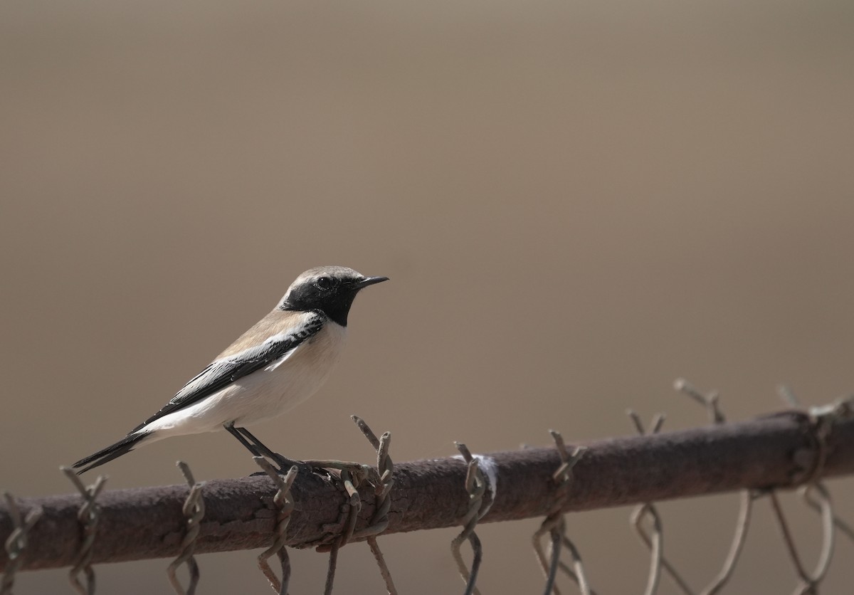Desert Wheatear - ML646416625