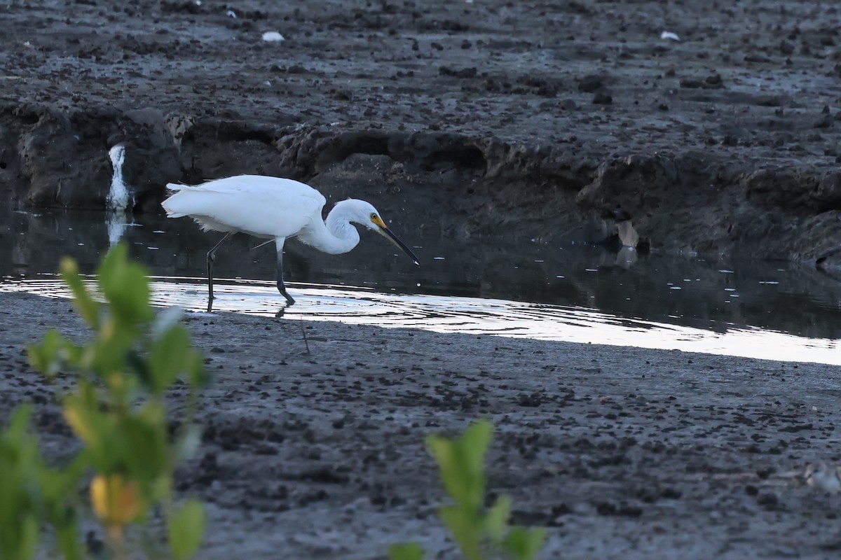 Little Egret - ML646416626