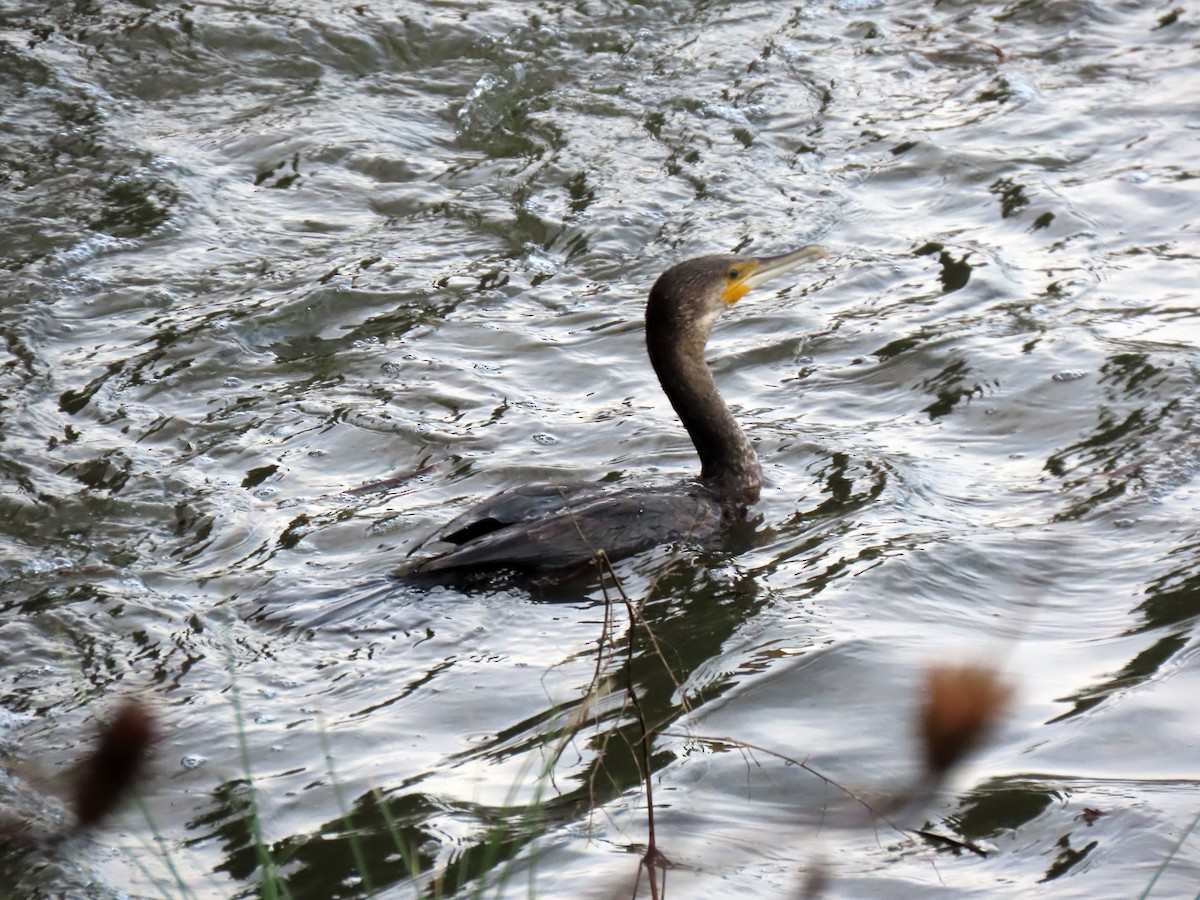 Great Cormorant - ML646416627