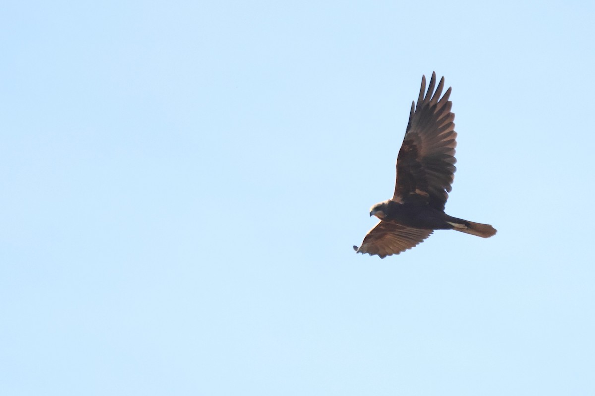 Western Marsh Harrier - ML646416629