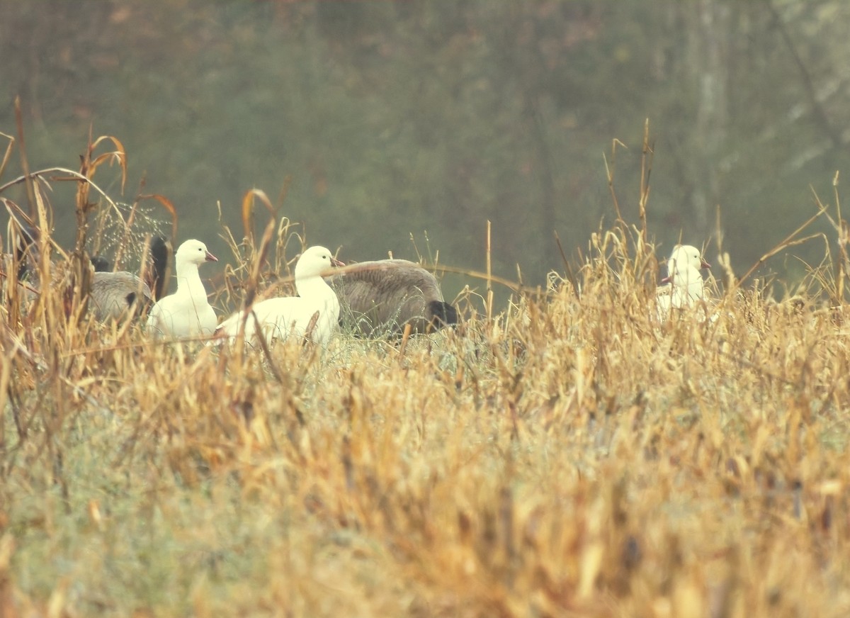 husa bělostná - ML646416632