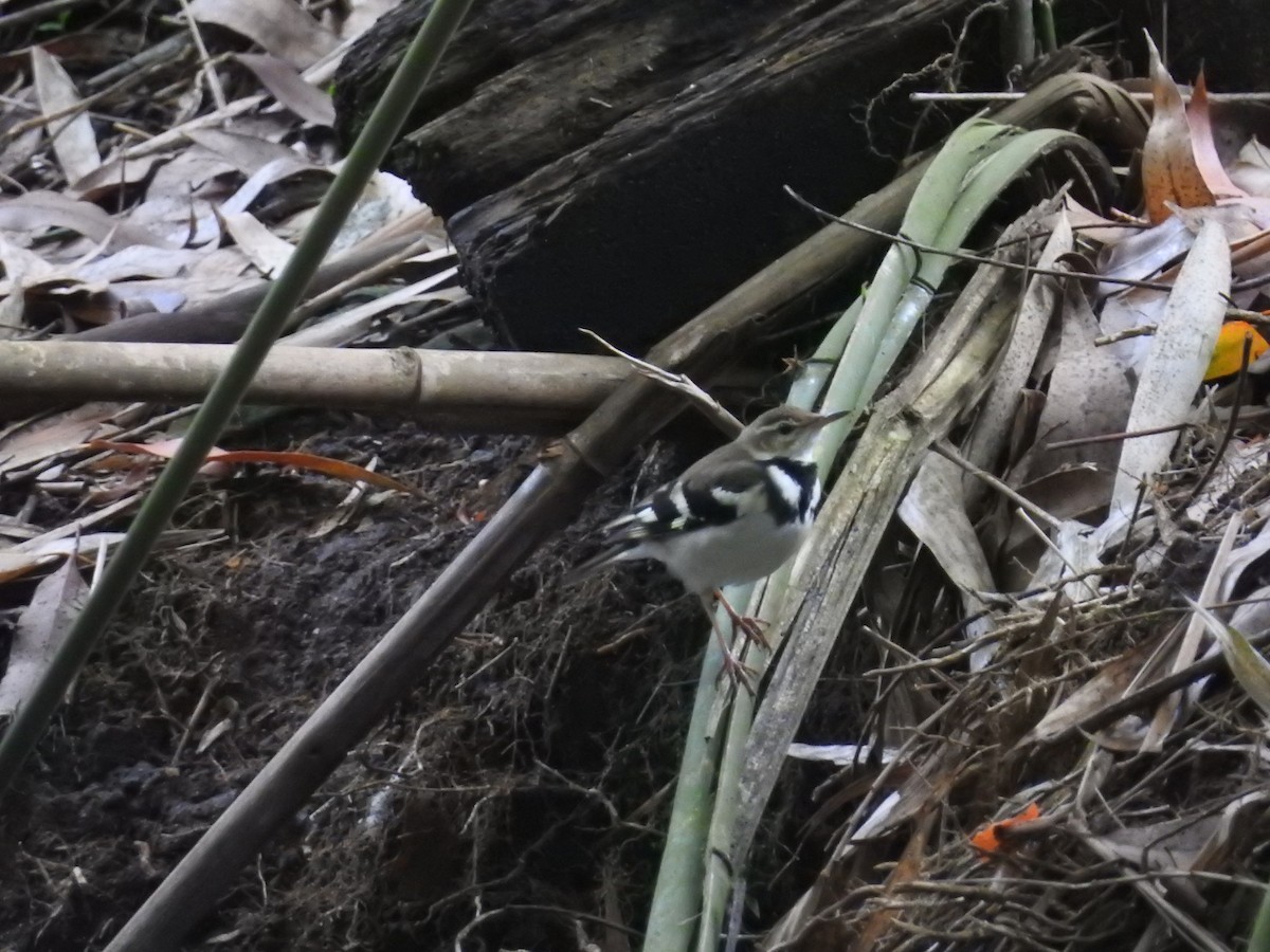 konipas lesní - ML646416634