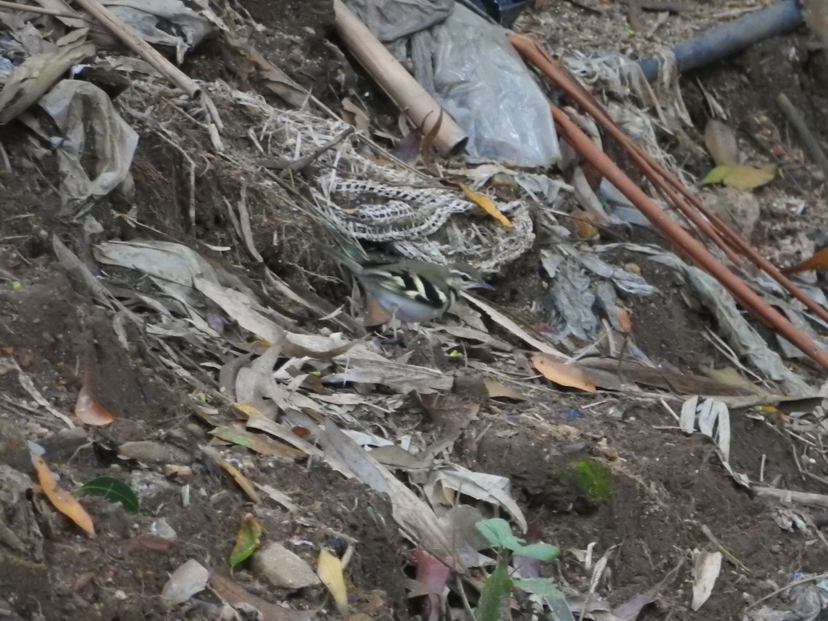 konipas lesní - ML646416635