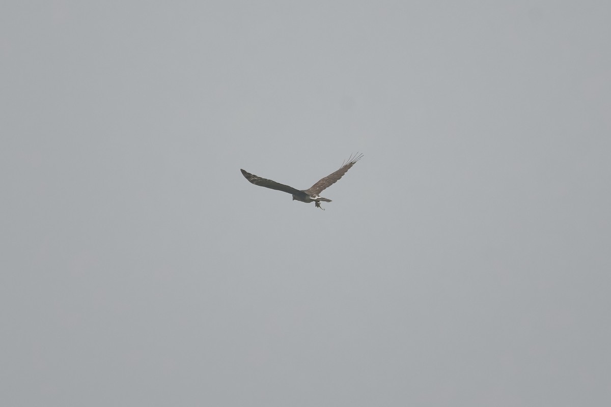 káně madagaskarská - ML646416636