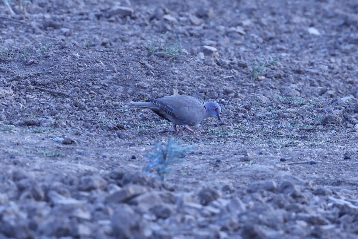 hrdlička africká - ML646416637