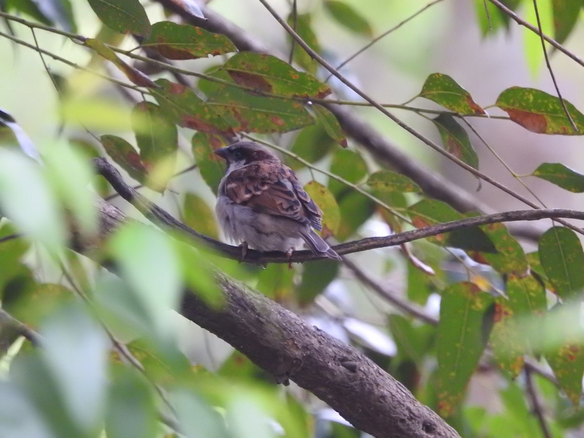 vrabec domácí - ML646416638