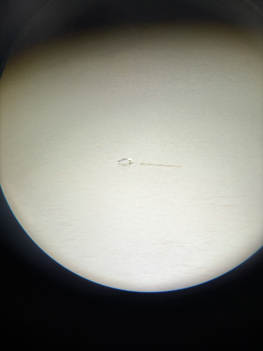 racek sp. - ML646416639