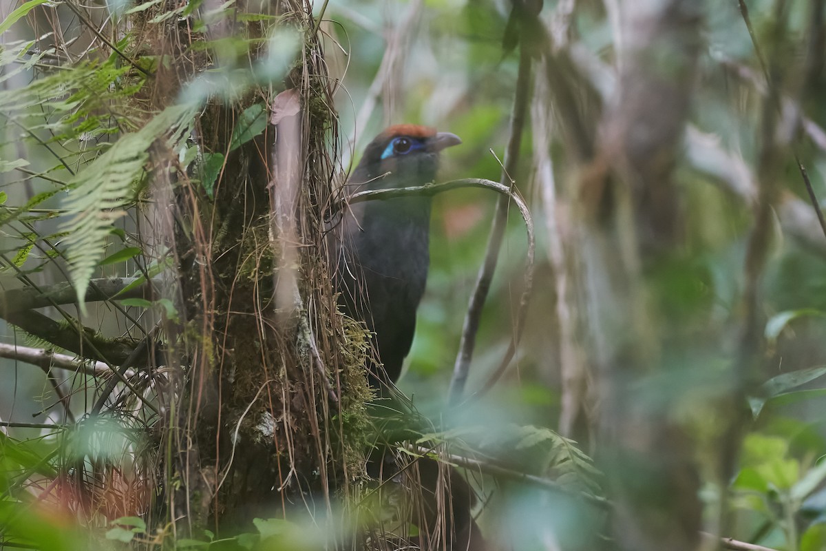 kukalka rezavočelá - ML646416640