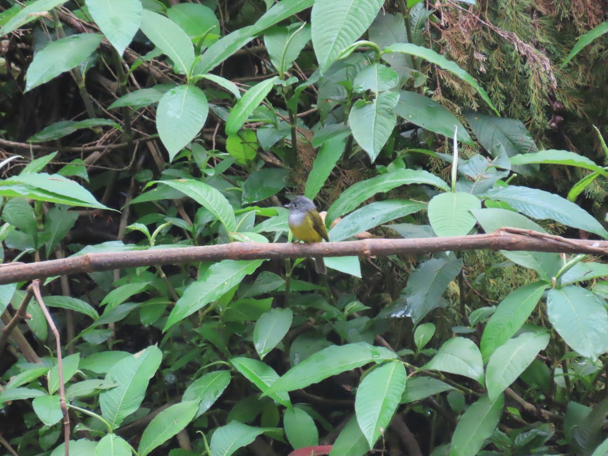 Gray-headed Canary-Flycatcher - ML646416641